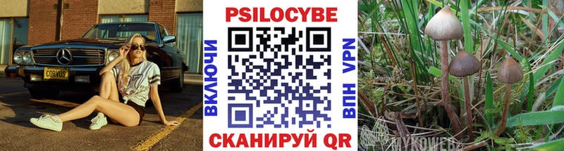 Галлюциногенные грибы Psilocybe  OMG   Балашов  хочу наркоту 